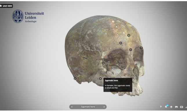 2 Skull with annotations